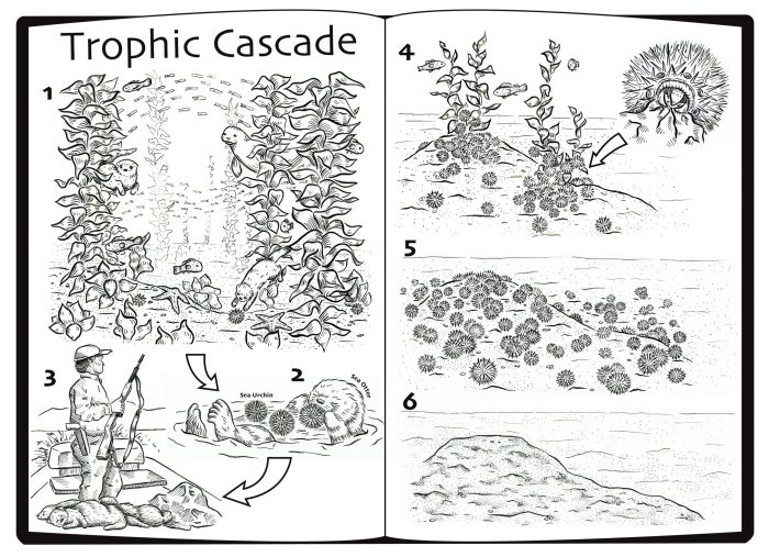 Trophic cascades click and learn