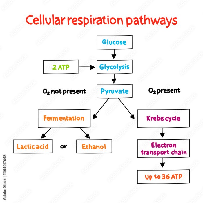 Aerobic cellular respiration concept map