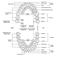 Dental tooth numbering teeth system milk diagram labeled anatomy hygiene understand charts help chart diagrams medical structure molar functions dentistry