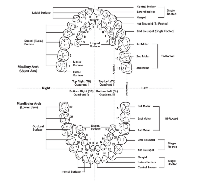 Dental tooth numbering teeth system milk diagram labeled anatomy hygiene understand charts help chart diagrams medical structure molar functions dentistry