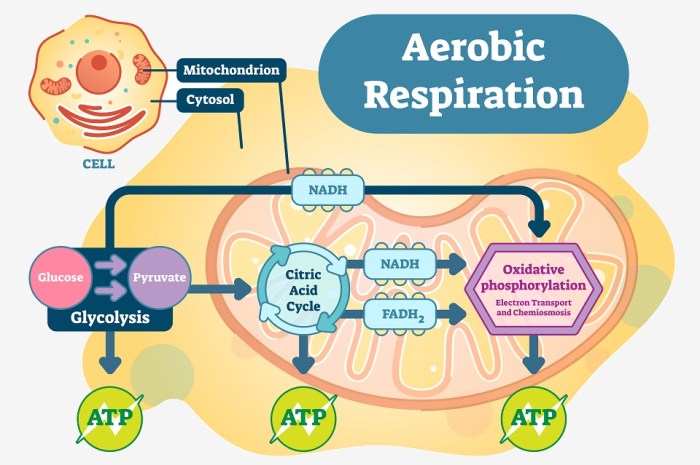 Aerobic cellular respiration concept map