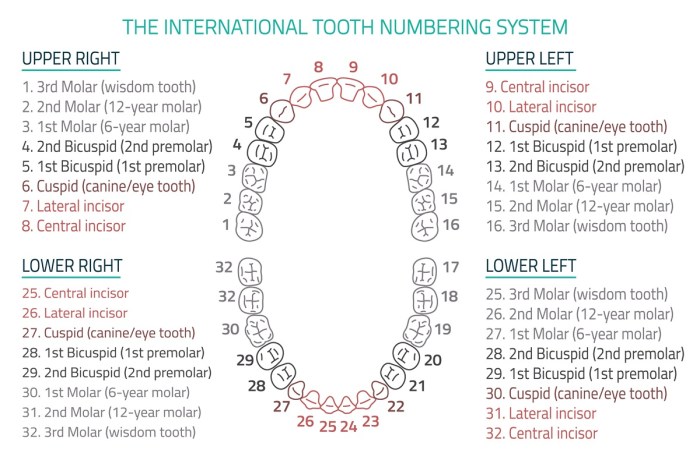 Como estan numerados los dientes