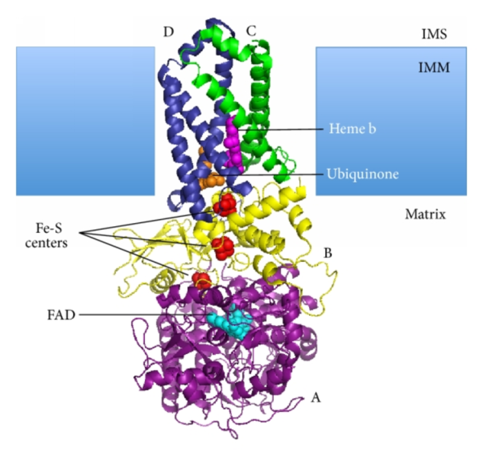 Flavin protein reduced by succinate