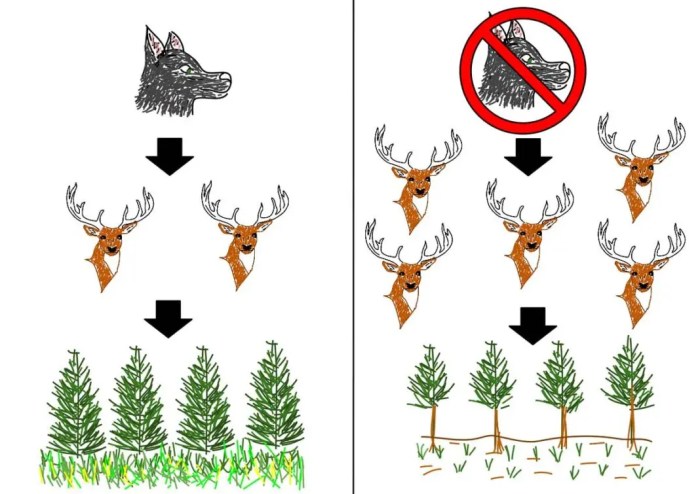 Trophic cascades click and learn