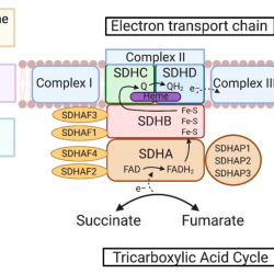 Succinate dehydrogenase chapter ppt powerpoint presentation electrons