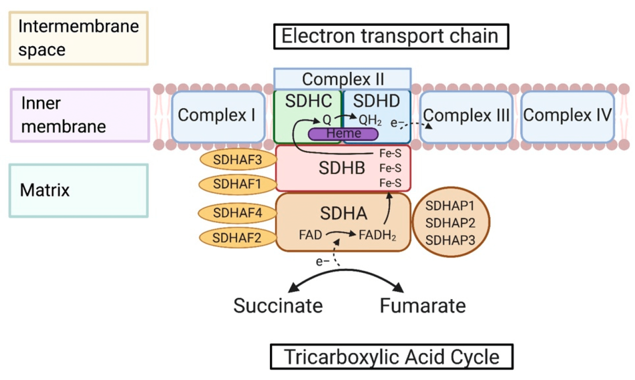 Succinate dehydrogenase chapter ppt powerpoint presentation electrons