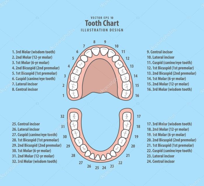 Como estan numerados los dientes