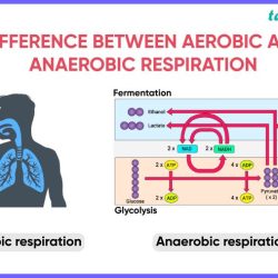 Respiration cellular concept map cell photosynthesis biologycorner worksheet biology cycle glycolysis fill bank word fermentation transport worksheets graphic cells ap