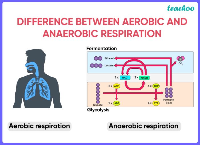 Respiration cellular concept map cell photosynthesis biologycorner worksheet biology cycle glycolysis fill bank word fermentation transport worksheets graphic cells ap