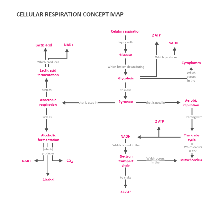 Respiration cellular aerobic occur equation fermentation krebs plants oxidative organelle phosphorylation biology form medical khanacademy physiology