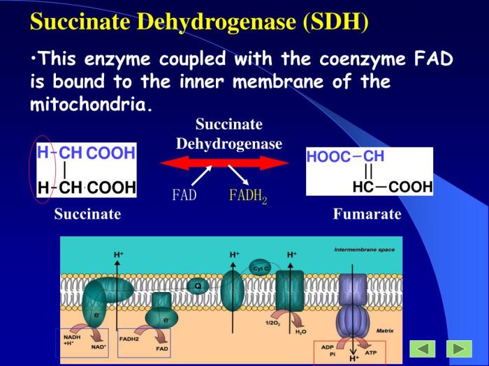 Flavin protein reduced by succinate