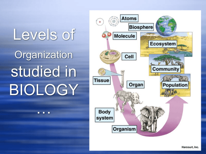 Biological levels of organization worksheet