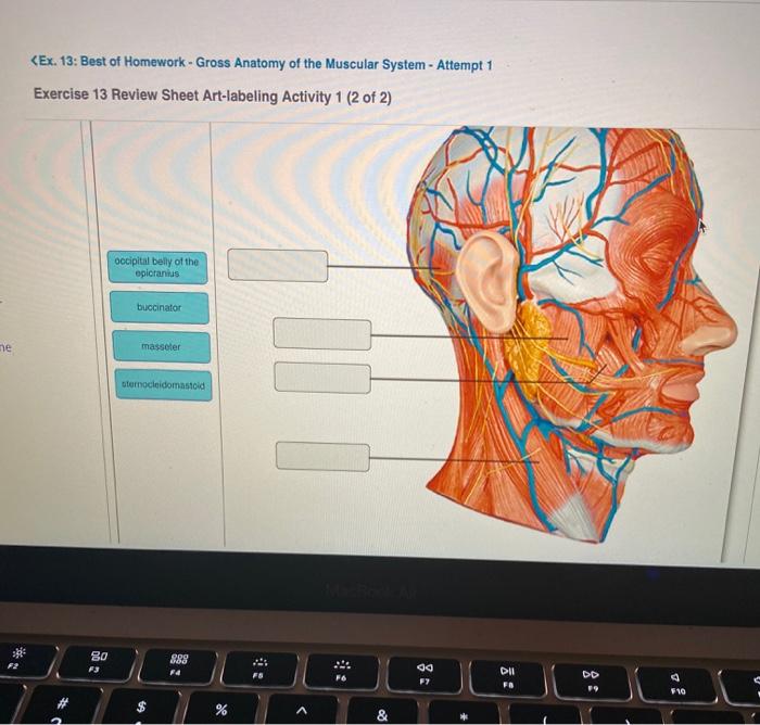 Exercise 12 gross anatomy of the muscular system