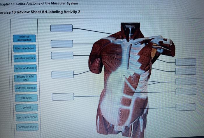 Anatomy gross sheet review exercise muscular system muscles head lab neck answers solved thanks complete please only using