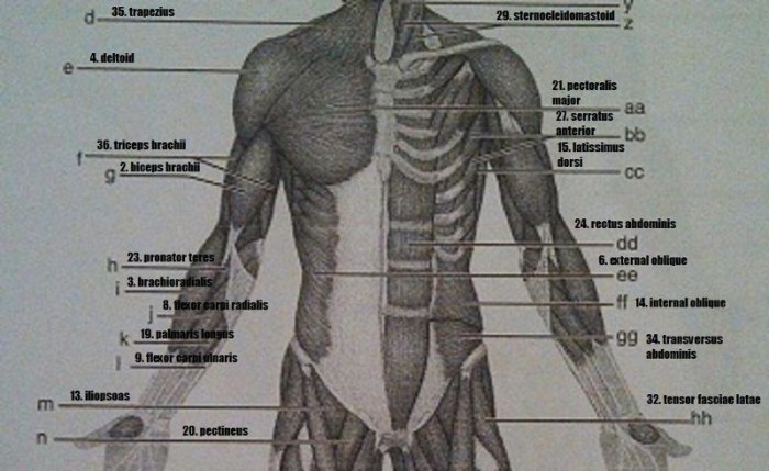 Exercise 12 gross anatomy of the muscular system