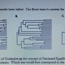 Select the correct statement about phylogenetic trees