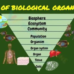 Biological levels of organization worksheet