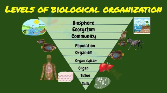 Biological levels of organization worksheet