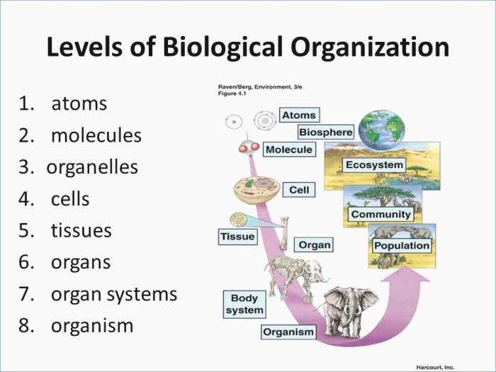 Biological levels of organization worksheet