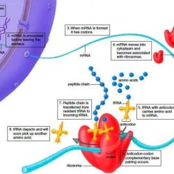 Protein synthesis and mutations review answer key