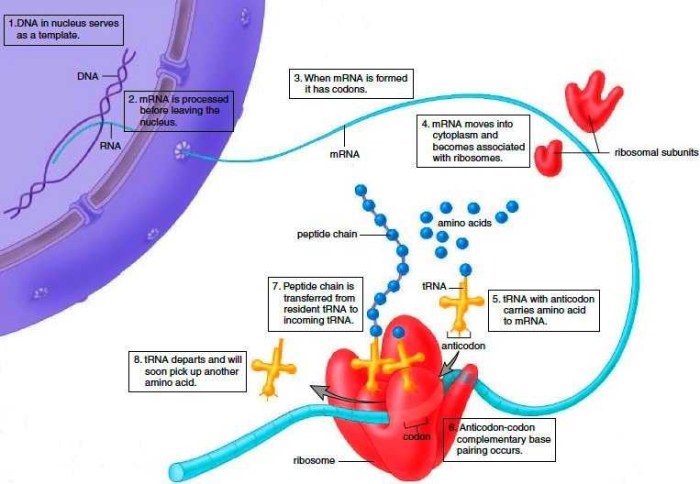 Protein synthesis and mutations review answer key